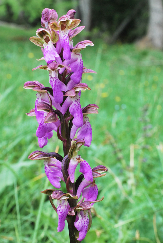 Orchis spitzelii / Orchide di Spitzel