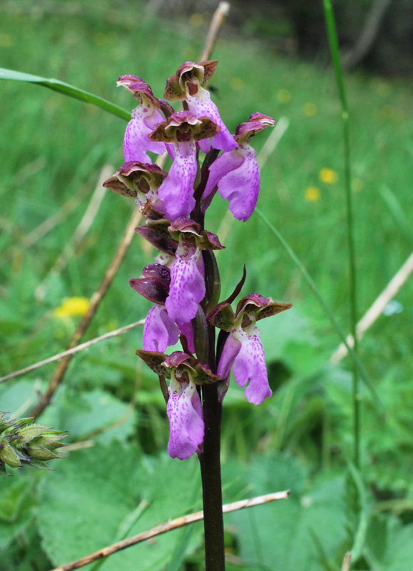 Orchis spitzelii / Orchide di Spitzel