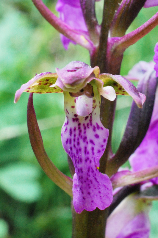 Orchis spitzelii / Orchide di Spitzel