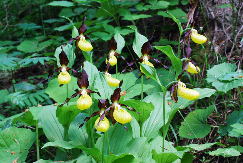 Cypripedium calceolus