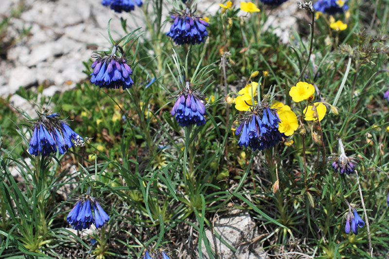 Moltkia suffruticosa subsp. suffruticosa / Erba perla rupestre