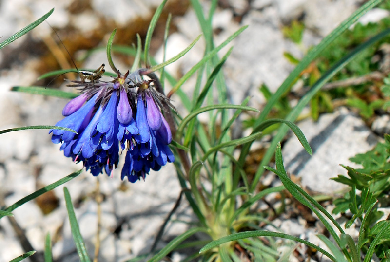 Moltkia suffruticosa subsp. suffruticosa / Erba perla rupestre