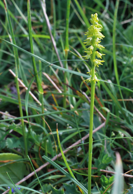 Herminium monorchis