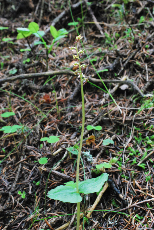 Listera cordata