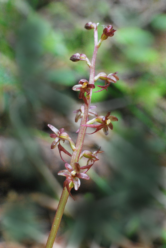 Listera cordata