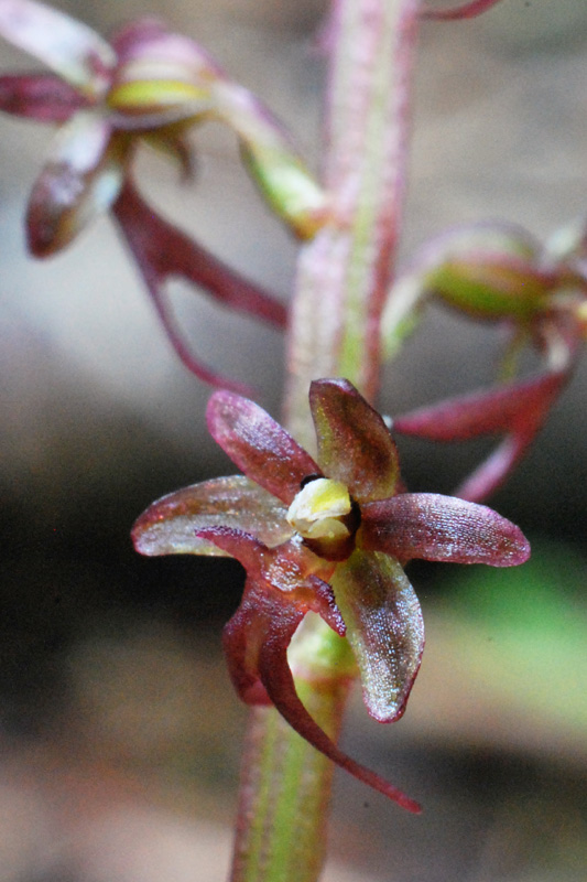 Listera cordata