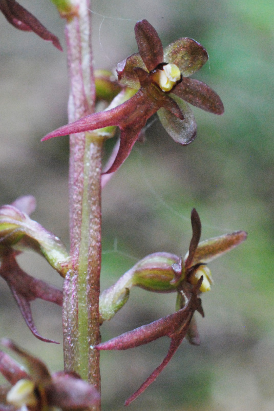 Listera cordata