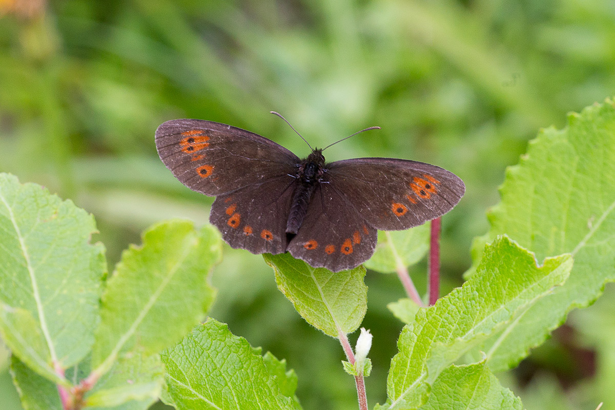 Erebia albergana (Nymphalidae Satyrinae)