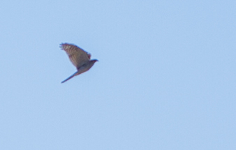 Rapace Da Identificare