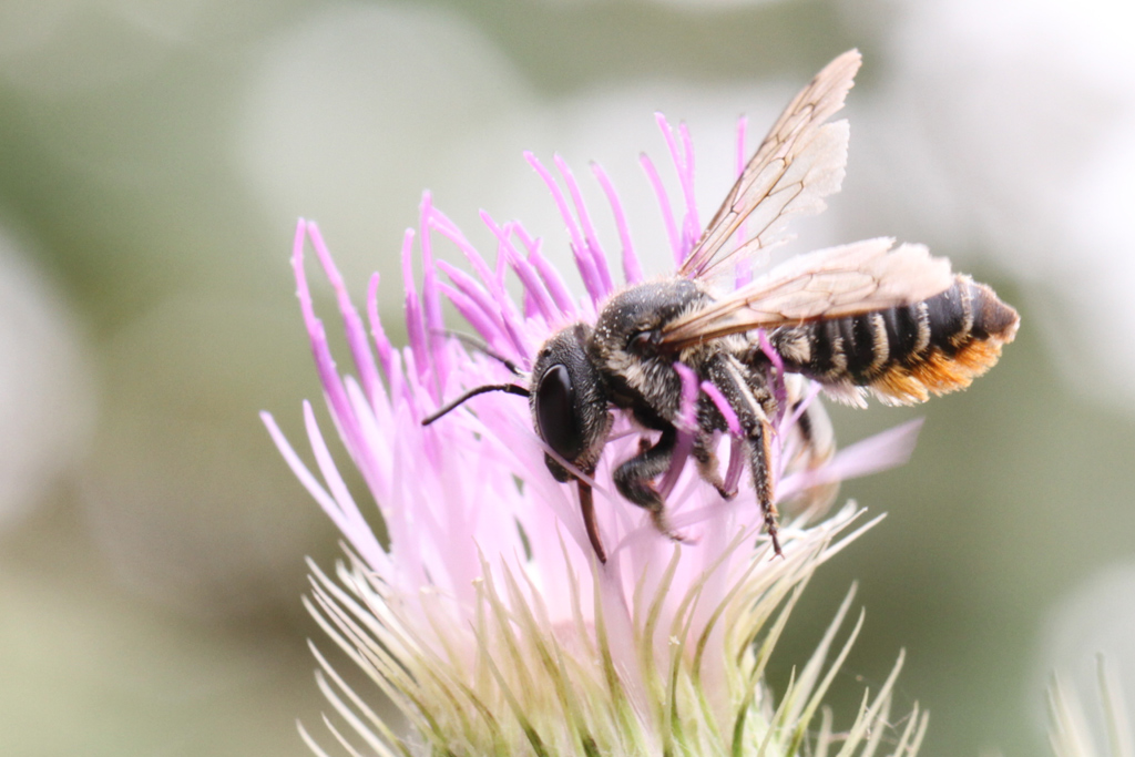 Megachile sp.