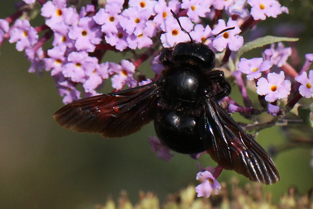 Xylocopa sp.