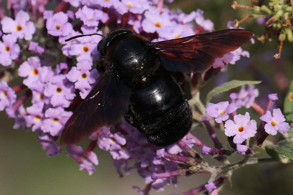 Xylocopa sp.