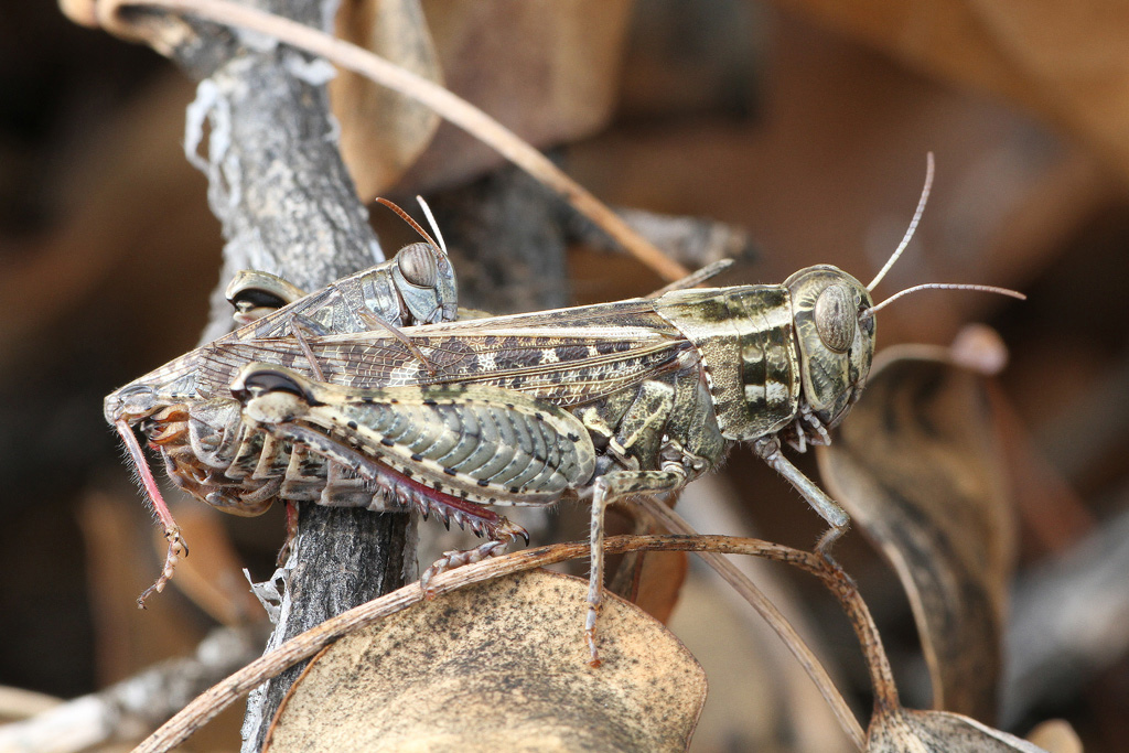 Cavalletta Da Identificare