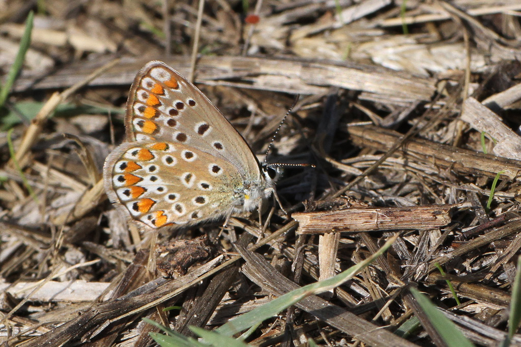 Licenide Da Identificare