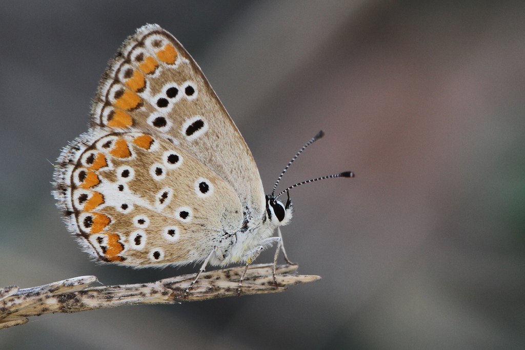 Da Identificare - Aricia agestis