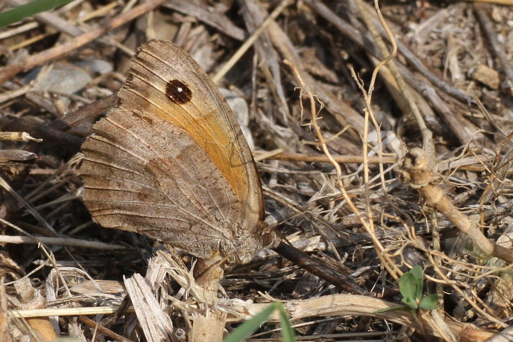 Farfalla Da Identificare