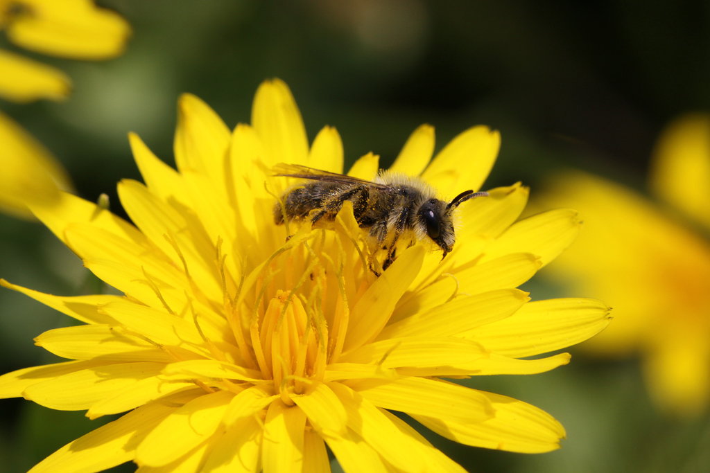 Apidae Halictinae : cfr. Lasioglossum sp.