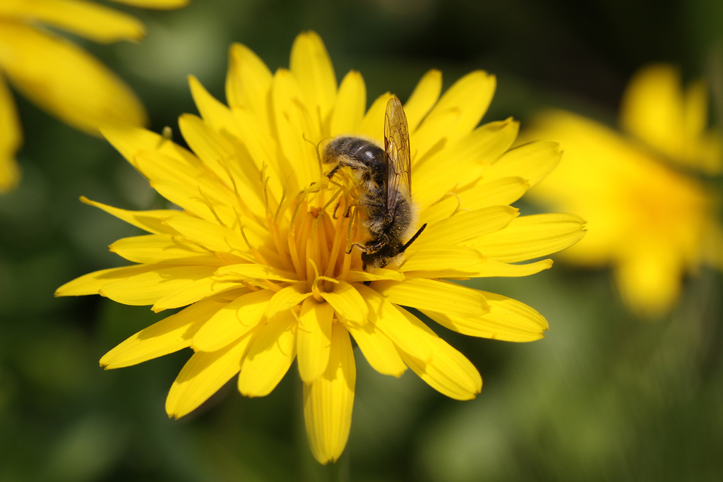 Apidae Halictinae : cfr. Lasioglossum sp.