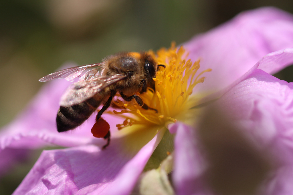 Apis mellifera