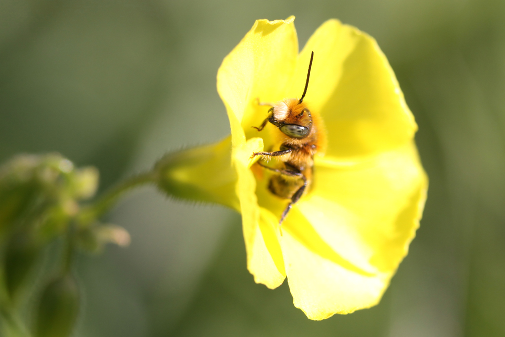 Maschio di Osmia coerulescens o leaiana