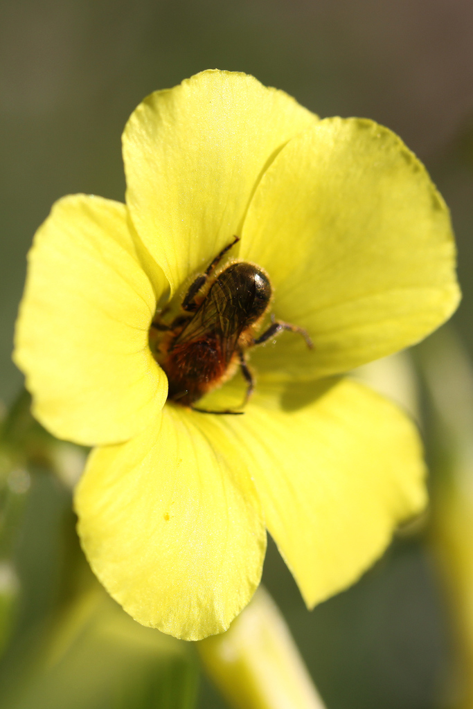 Maschio di Osmia coerulescens o leaiana