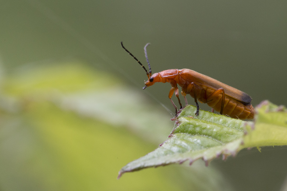 Da Identificare: Rhagonycha fulva