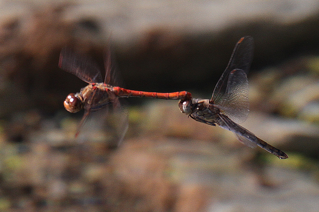 Libellule Da Identificare