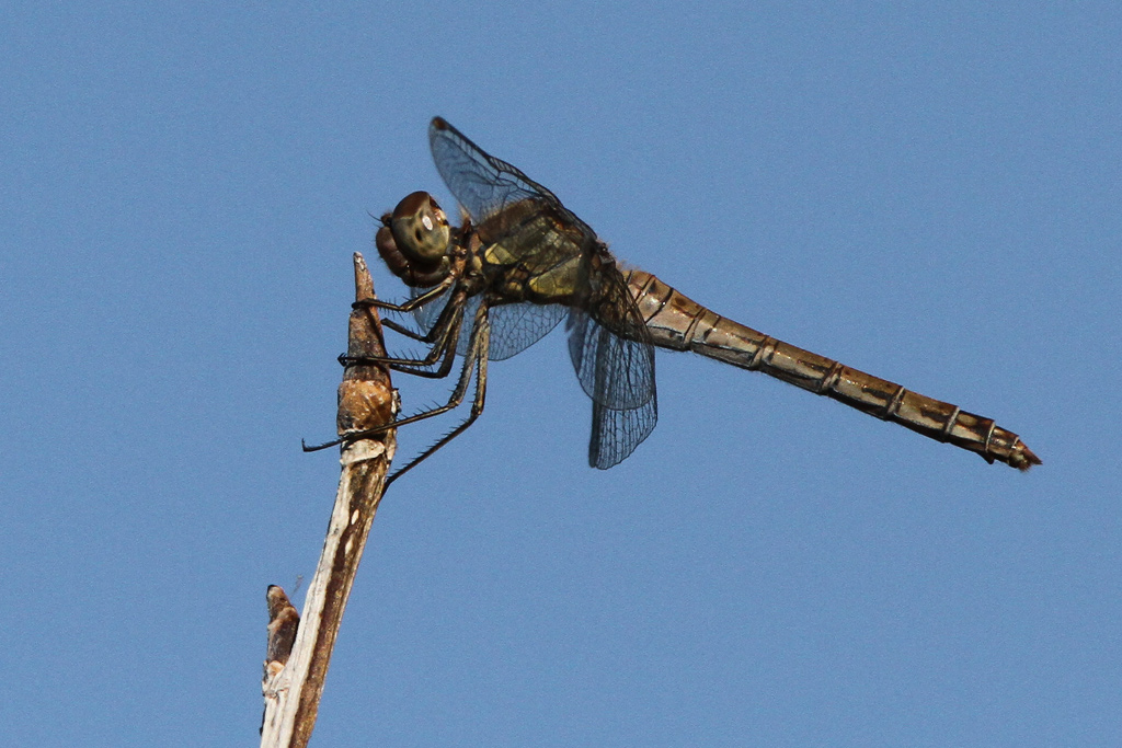 Sympetrum Fonscolombii? - No, Sympetrum striolatum