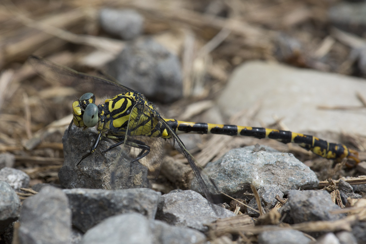 Onychogomphus forcipatus unguiculatus