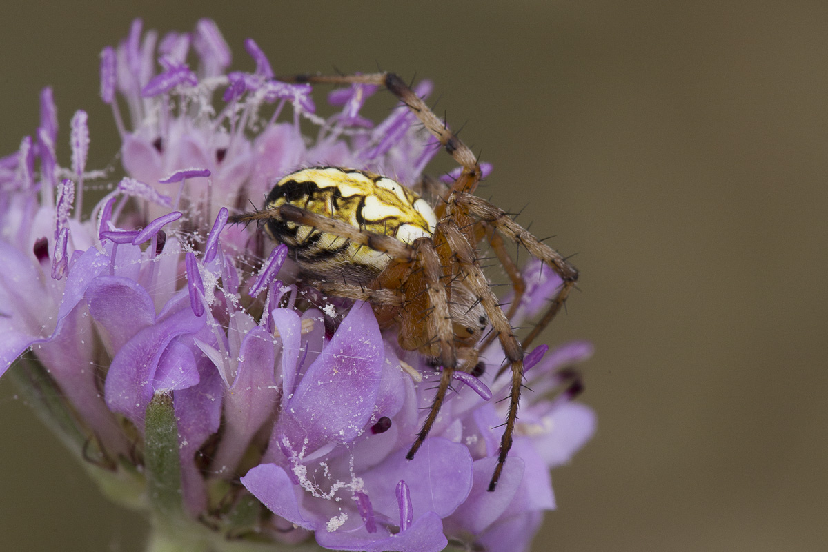 Neoscona adianta - Camporosso (IM)