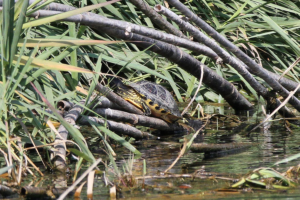 Trachemys scripta scripta