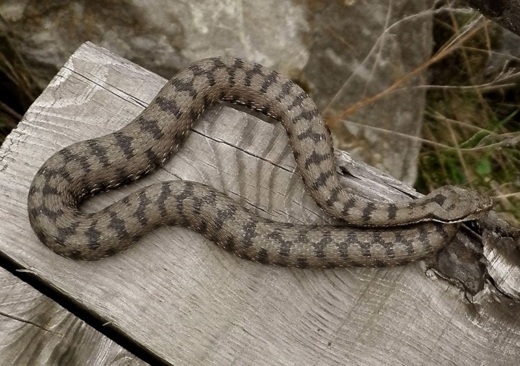 Vipera aspis o berus?