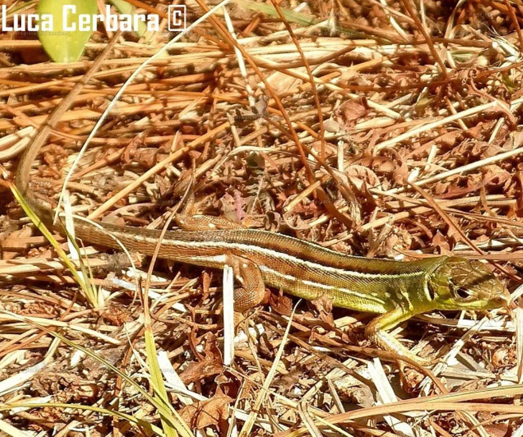 Ramarro giovane (Lacerta bilineata)