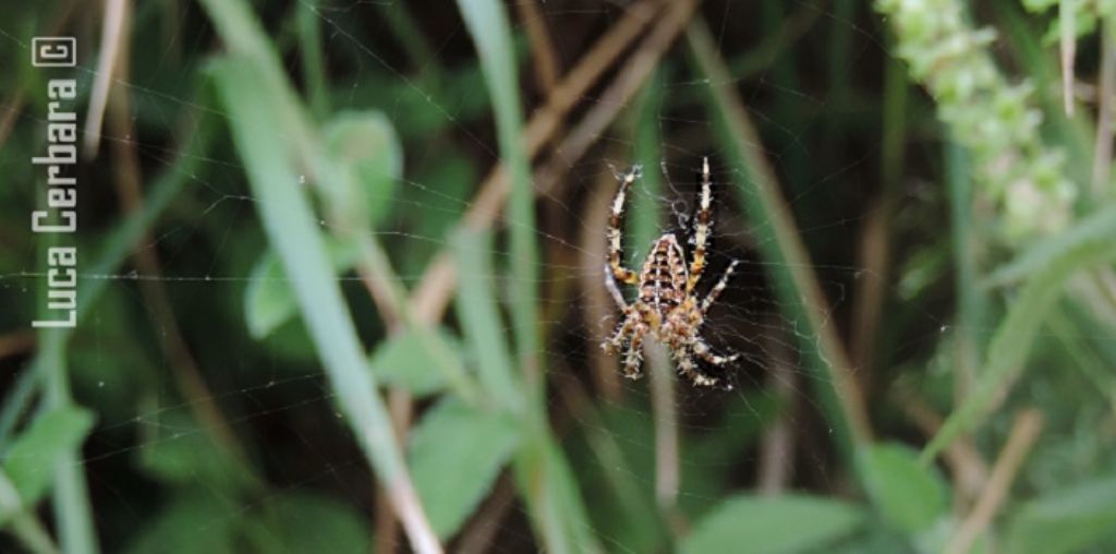 Riconoscimento specie dalle mie foto