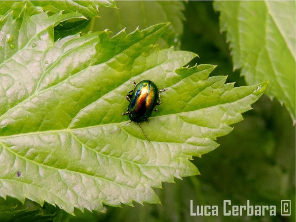 Oreina sp., Chrysomelidae