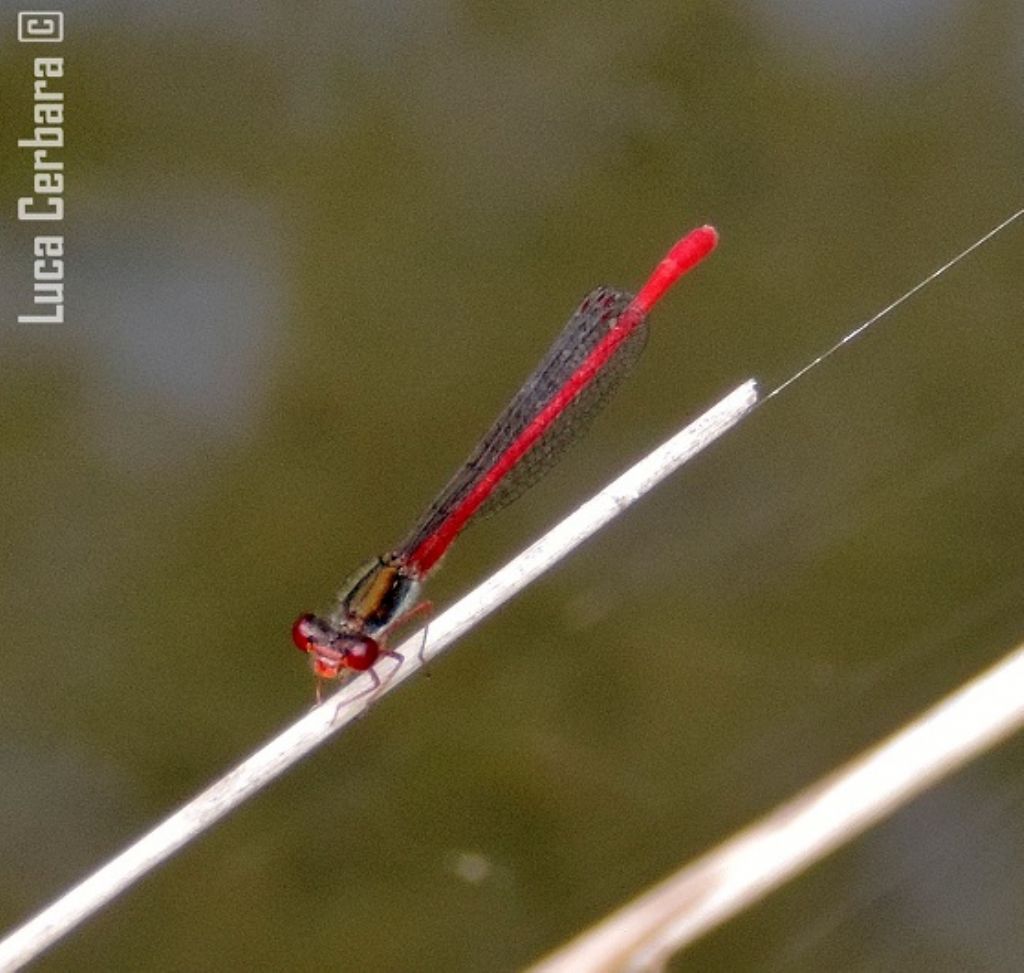 ODONATO DA DETERMINARE - Ceriagrion tenellum