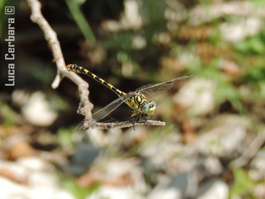 Cordulegaster boltonii ? No Onychogomphus forcipatus