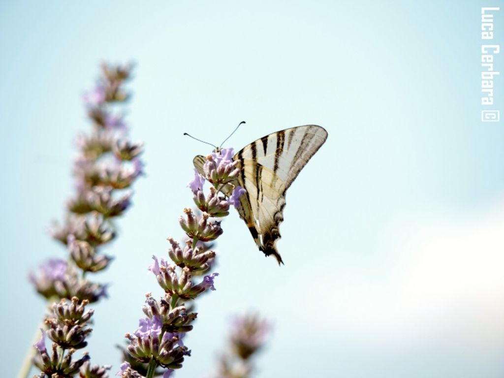 IDENTIFICAZIONE LEPIDOTTERO 1 - Iphiclides podalirius