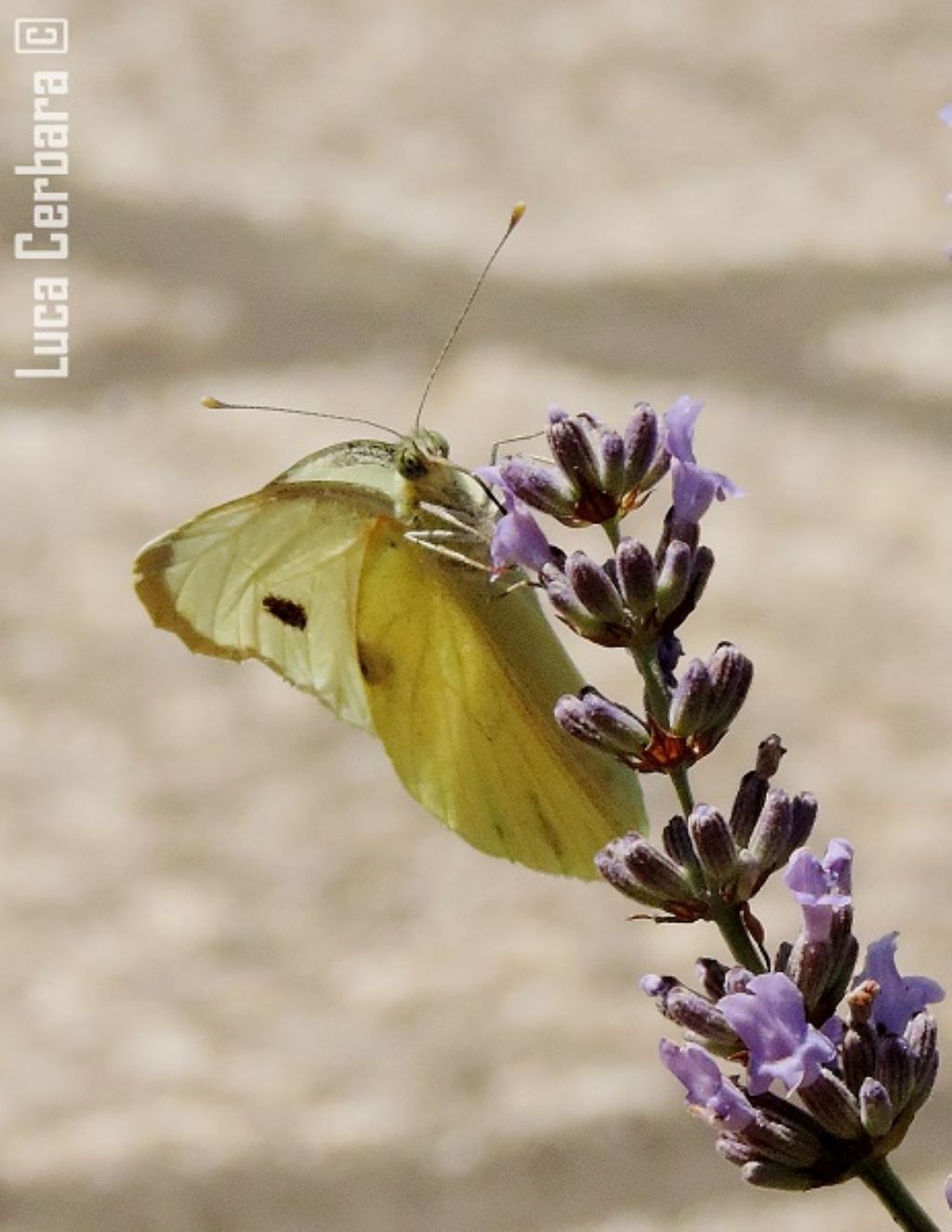 IDENTIFICAZIONE LEPIDOTTERO 2 - Pieris brassicae