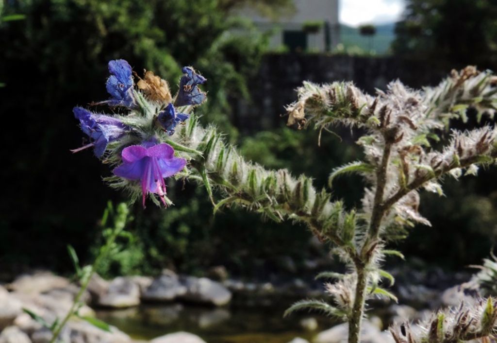 Montoggio - Echium vulgare