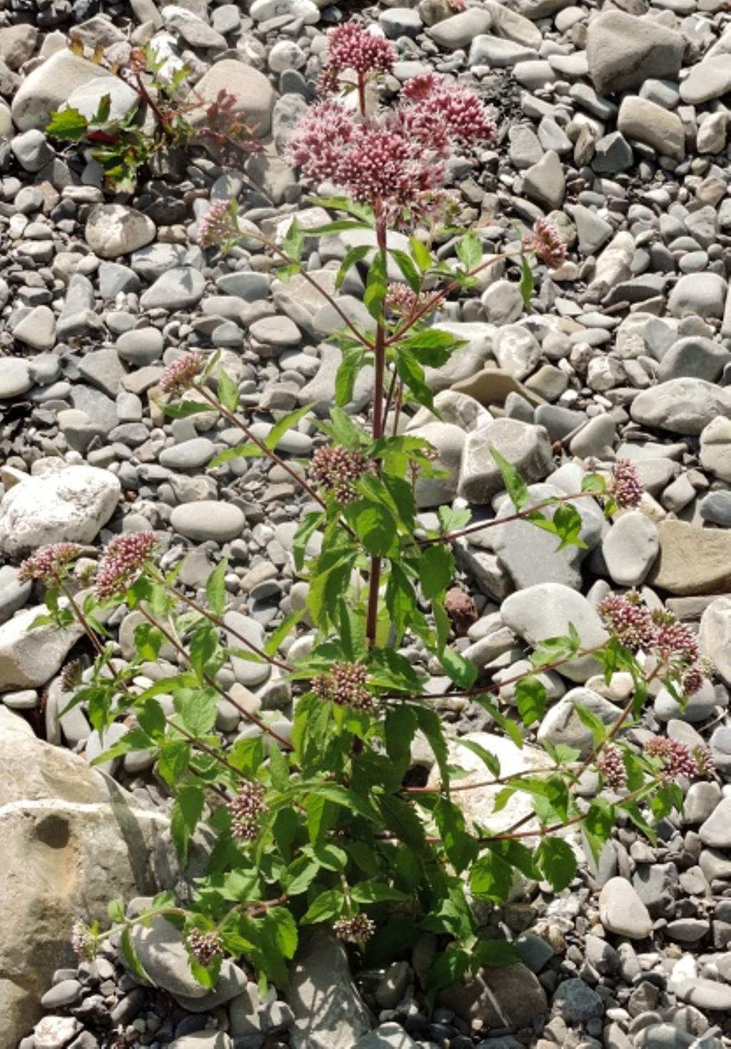 Montoggio - Eupatorium cannabinum cfr.subsp. corsicum