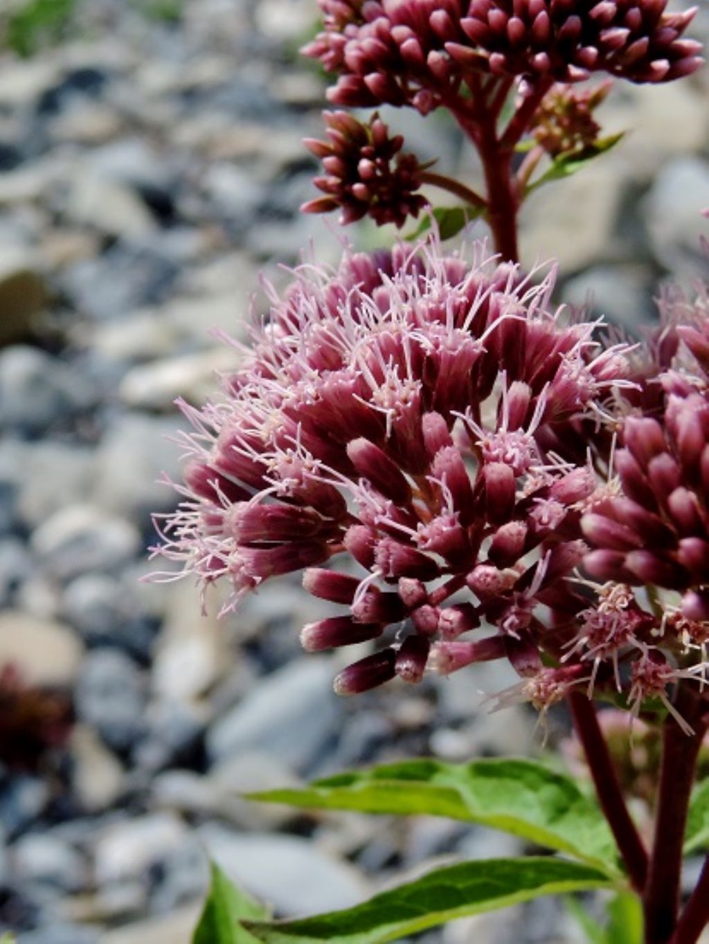 Montoggio - Eupatorium cannabinum cfr.subsp. corsicum