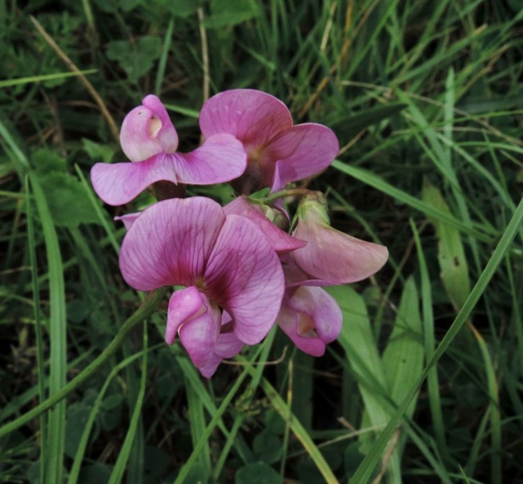 Torriglia - Lathyrus sp.