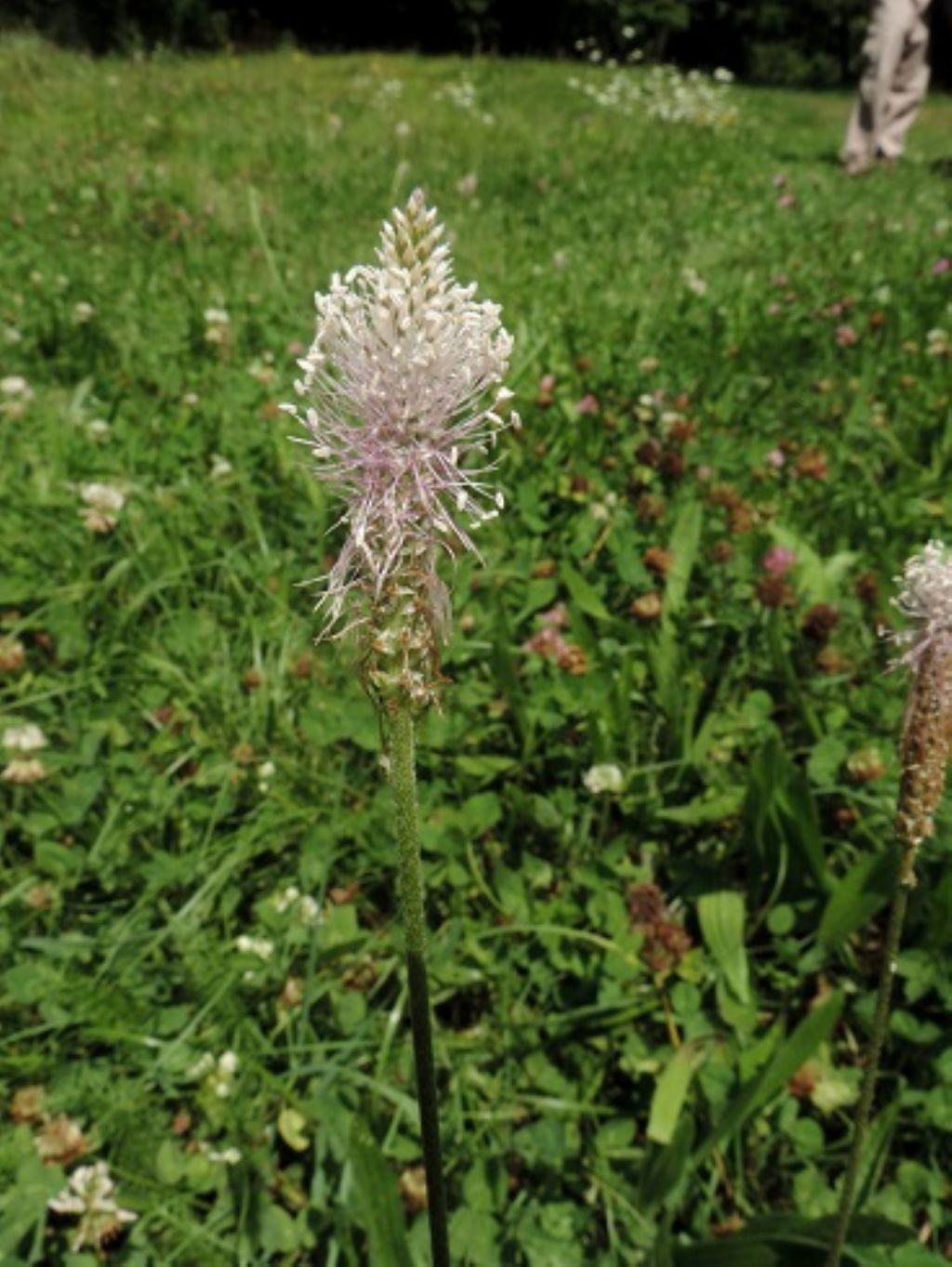 Torriglia - Plantago cfr. media