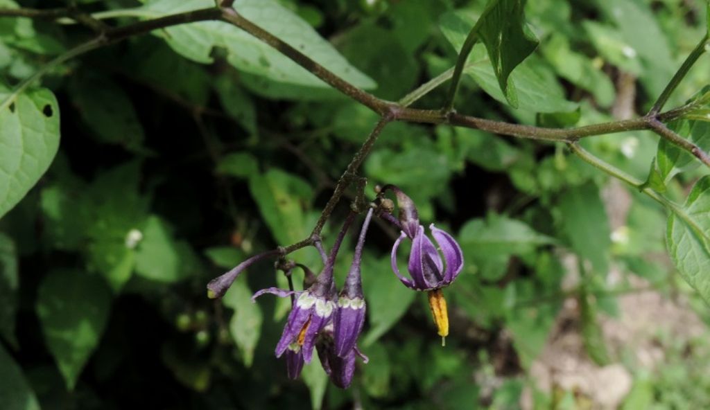 Torriglia - Solanum dulcamara