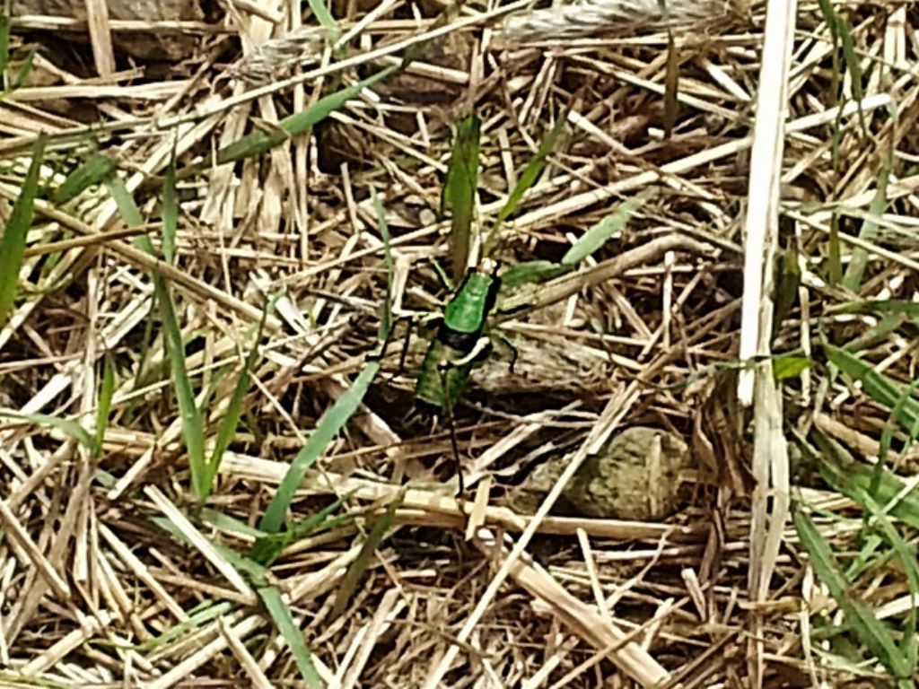 Eupholidoptera chabrieri maschio