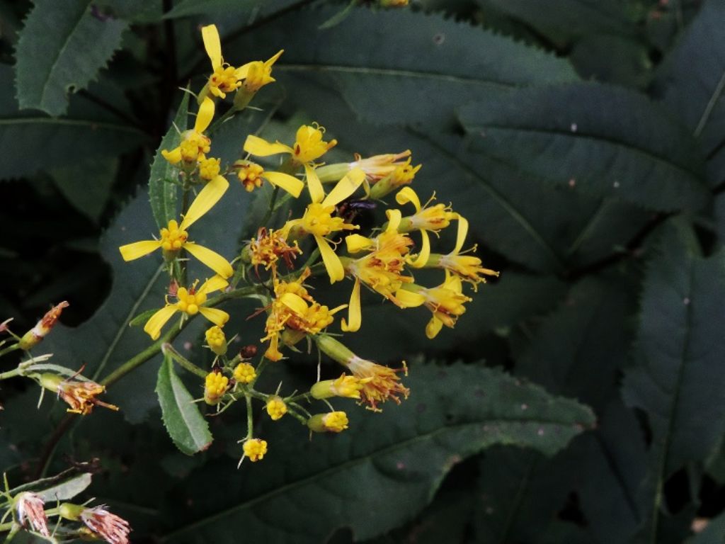 pianta Antola Luca - Senecio cfr. ovatus