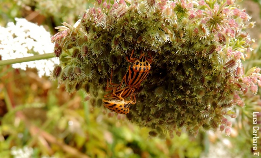 Graphosoma semipunctatum in copula