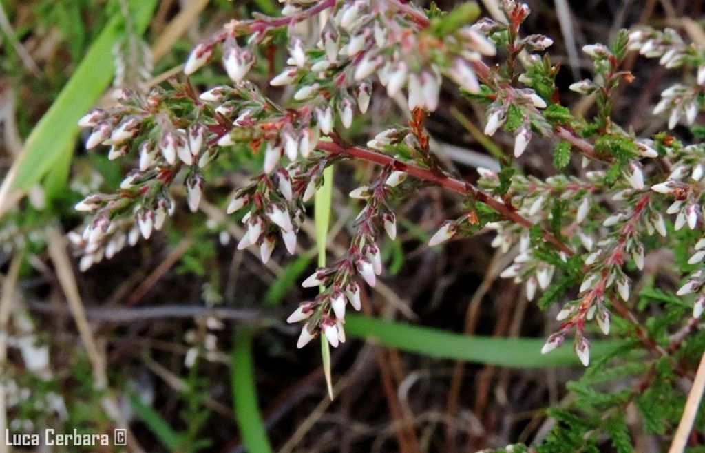 cfr. Calluna vulgaris