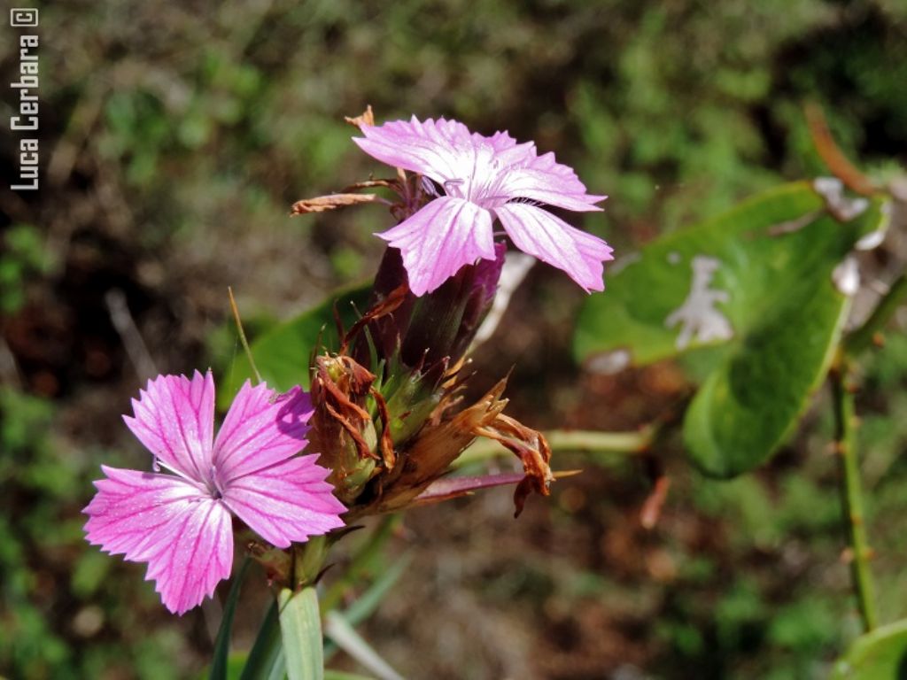 Dianthus sp.